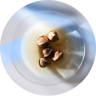Moringa Seed Oil